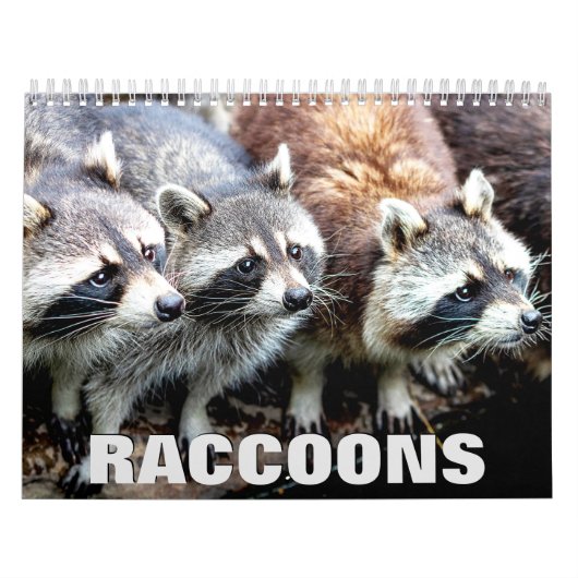 Raccoons Wall Calendar Kalender (Titelbild)