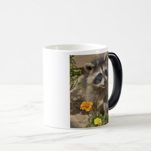 Raccooon - verwandelnde Tasse (VorderseiteRechts)