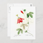 Racemosa Passiflora Postkarte (Vorne/Hinten)