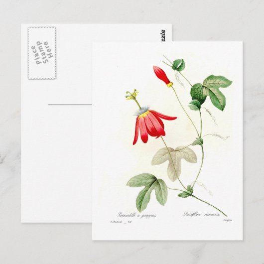 Racemosa Passiflora Postkarte (Vorne/Hinten)