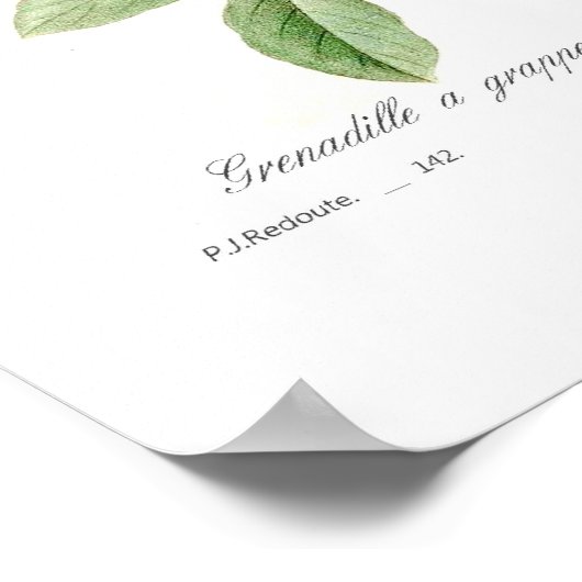 Racemosa Poster (Ecke)