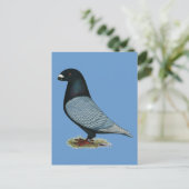 Racer Andalusien anzeigen Postkarte (Stehend Vorderseite)