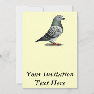 Racer Blue Schachbrett Pigeon anzeigen Einladung