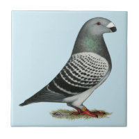 Racer Blue Schachbrett Pigeon anzeigen