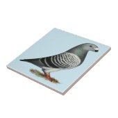 Racer Blue Schachbrett Pigeon anzeigen Fliese (Seite)