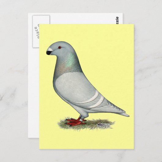 Racer Concept Hen anzeigen Postkarte (Vorne/Hinten)