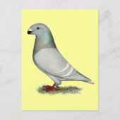 Racer Concept Hen anzeigen Postkarte (Vorderseite)