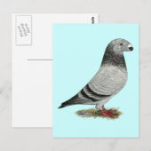 Racer Grizzle anzeigen Postkarte (Vorne/Hinten)