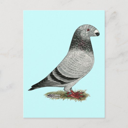 Racer Grizzle anzeigen Postkarte (Vorderseite)