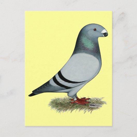 Racer-Konzept anzeigen Postkarte (Vorderseite)