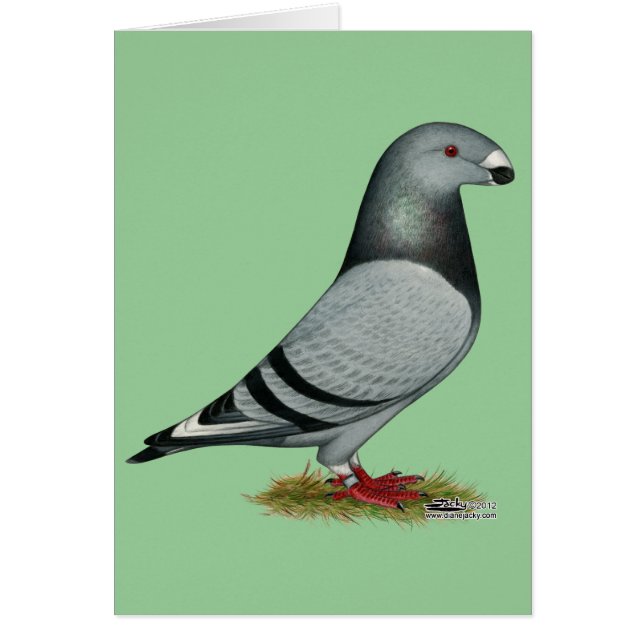 Racer Mismark anzeigen (Vorne)