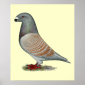 Racer Recessive Opal anzeigen Poster (Vorne)