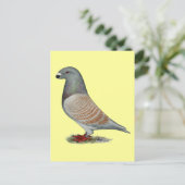 Racer Recessive Opal anzeigen Postkarte (Stehend Vorderseite)