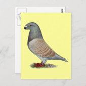 Racer Recessive Opal anzeigen Postkarte (Vorne/Hinten)