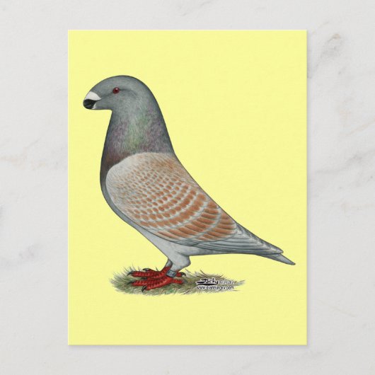 Racer Recessive Opal anzeigen Postkarte (Vorderseite)