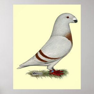 Racer Red Bar Pigeon anzeigen Poster