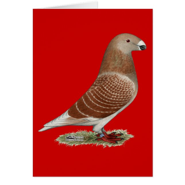 Racer Red Karo anzeigen (Vorne)