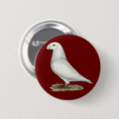 Racer White anzeigen Button (Vorne & Hinten)