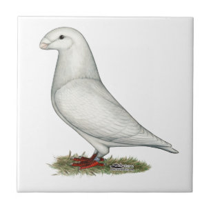 Racer White anzeigen Fliese