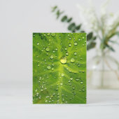 Rachenblätter Postkarte (Stehend Vorderseite)