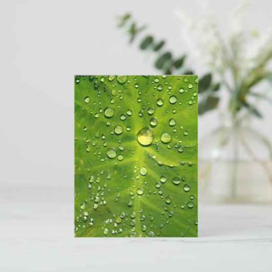 Rachenblätter Postkarte (Stehend Vorderseite)