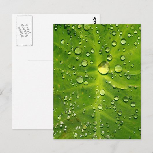 Rachenblätter Postkarte (Vorne/Hinten)