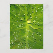 Rachenblätter Postkarte (Vorderseite)