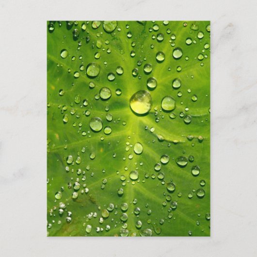 Rachenblätter Postkarte (Vorderseite)