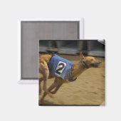 Racing Greyhound Square Magnet (Vorderseite/Rückseite)