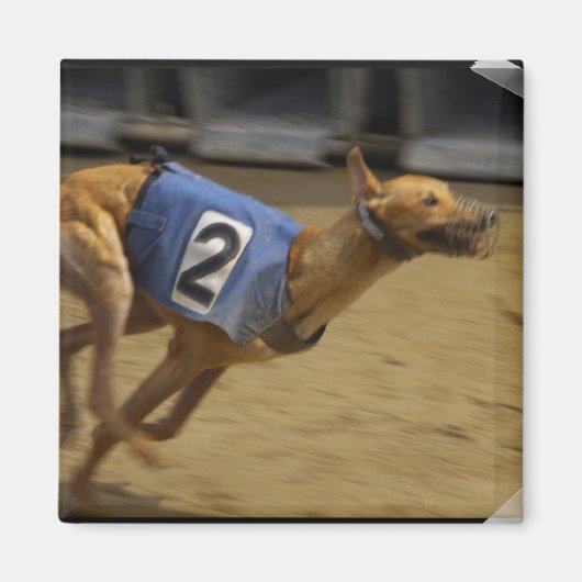 Racing Greyhound Square Magnet (Vorne)