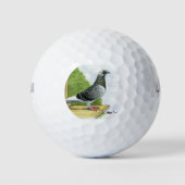 Racing Homer auf dem Landeboard Golfball (Vorderseite)