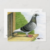 Racing Homer auf dem Landeboard Postkarte (Vorne/Hinten)