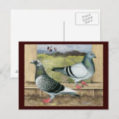 Racing Homers in Loft Postkarte (Vorne/Hinten)