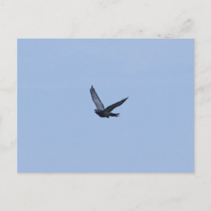 Racing Pigeon Coming Zuhause Postcard Postkarte
