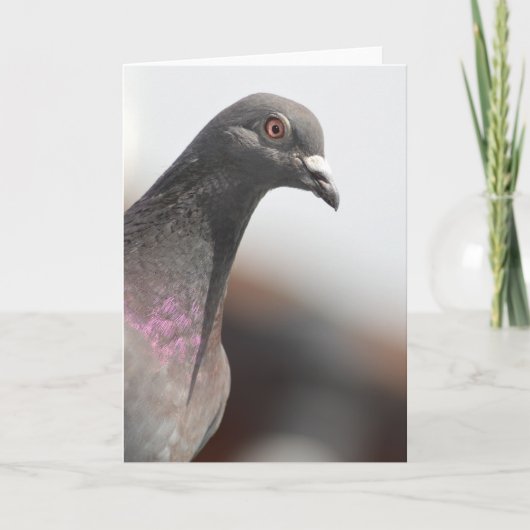 Racing pigeon karte (Vorderseite)