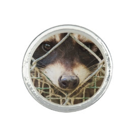 Racon auf Foto-Ring Ring