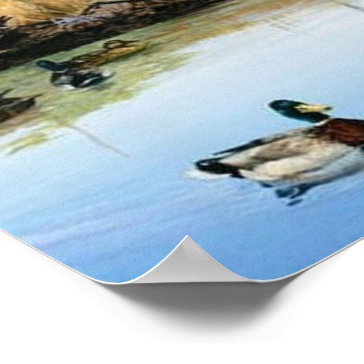 Racons dringen in den Duckteich ein Poster (Ecke)