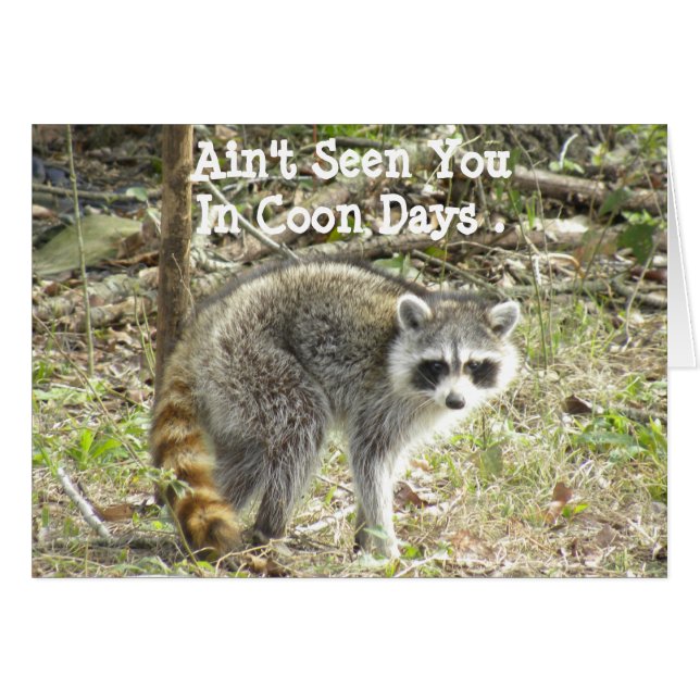 Racoon (Vorderseite (Horizontal))