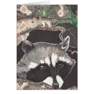 Racoon