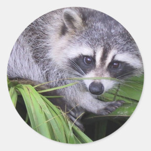 Racoon-Aufkleber Runder Aufkleber