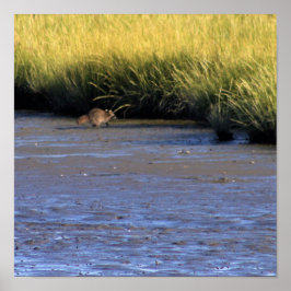 Racoon bei Edwin B Forsythe Wildlife Refuge Poster