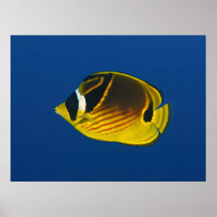 Racoon Butterflyfish Poster