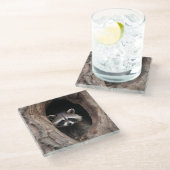 Racoon in der Baumhöhle Glasuntersetzer (Schrägansicht)