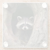 Racoon in der Baumhöhle Glasuntersetzer (Rückseite)