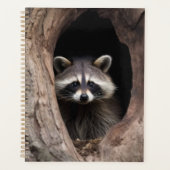 Racoon in der Baumhöhle Planer (Vorderseite)