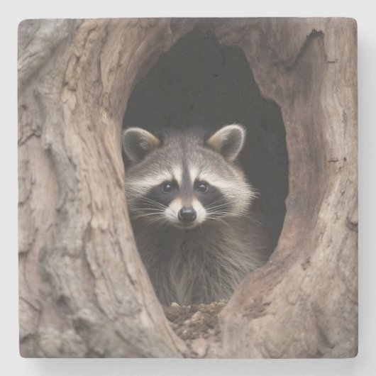 Racoon in der Baumhöhle Steinuntersetzer (Vorderseite)