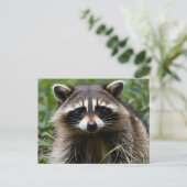 Racoon Looking Postkarte (Stehend Vorderseite)