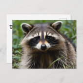 Racoon Looking Postkarte (Vorne/Hinten)