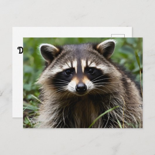 Racoon Looking Postkarte (Vorne/Hinten)