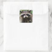 Racoon Looking Quadratischer Aufkleber (Tasche)